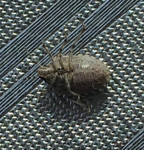 Holcostethus sp.